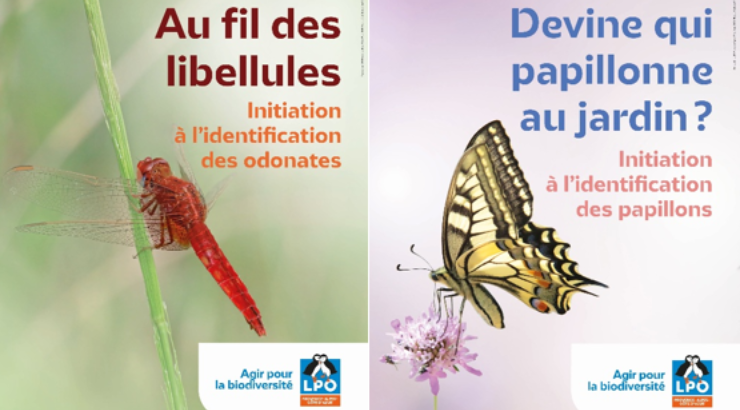 En 2025, les sciences participatives sur les insectes font leur retour, avec une grande nouveauté !